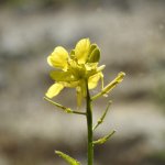 Mutarda nigra