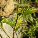 Mutarda nigra