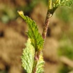 Mutarda nigra