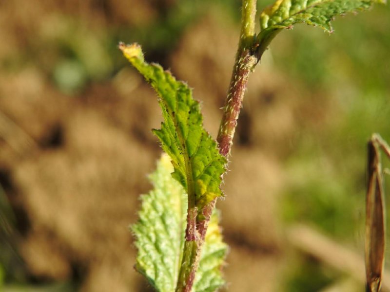 Mutarda nigra