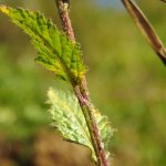 Mutarda nigra