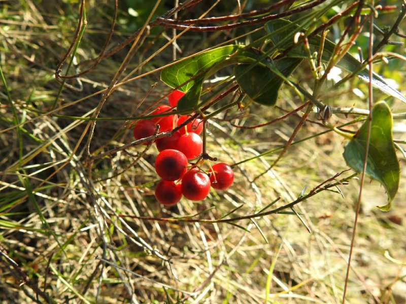 Smilax aspera