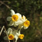 Narcissus tazetta