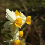 Narcissus tazetta