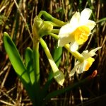 Narcissus tazetta