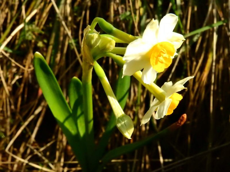 Narcissus tazetta