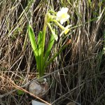 Narcissus tazetta