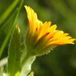 Calendula arvensis