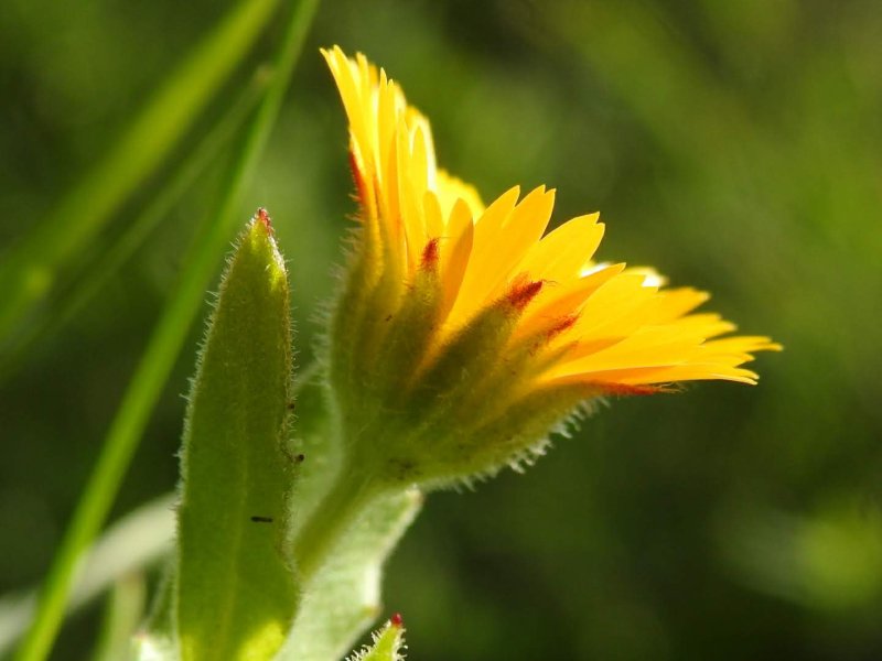 Calendula arvensis