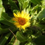 Calendula arvensis