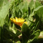 Calendula arvensis