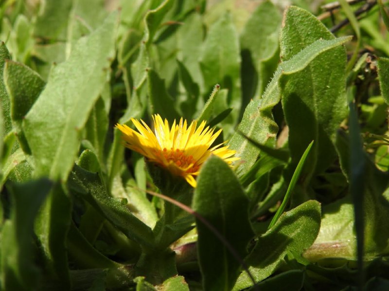 Calendula arvensis