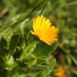 Calendula arvensis