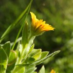Calendula arvensis