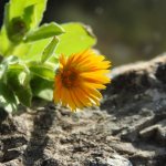 Calendula arvensis