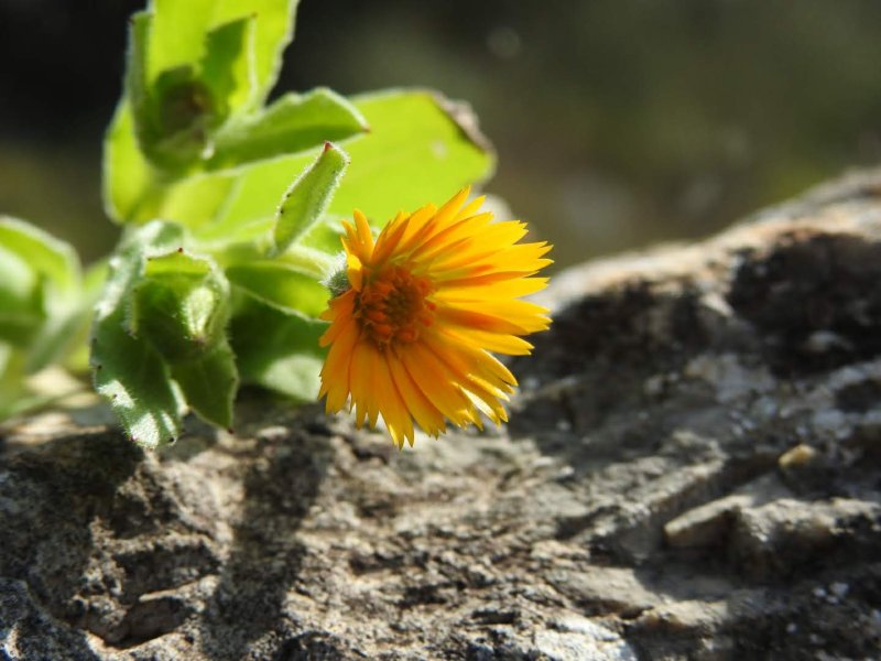 Calendula arvensis