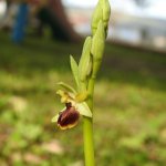 Ophrys sphegodes