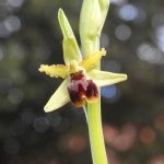 Ophrys sphegodes