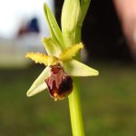 Ophrys sphegodes