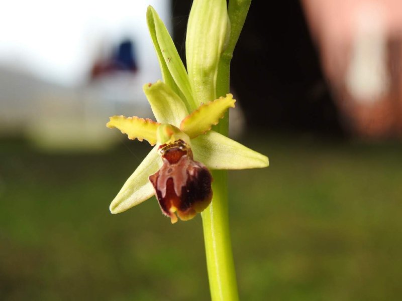 Ophrys sphegodes