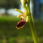 Ophrys sphegodes