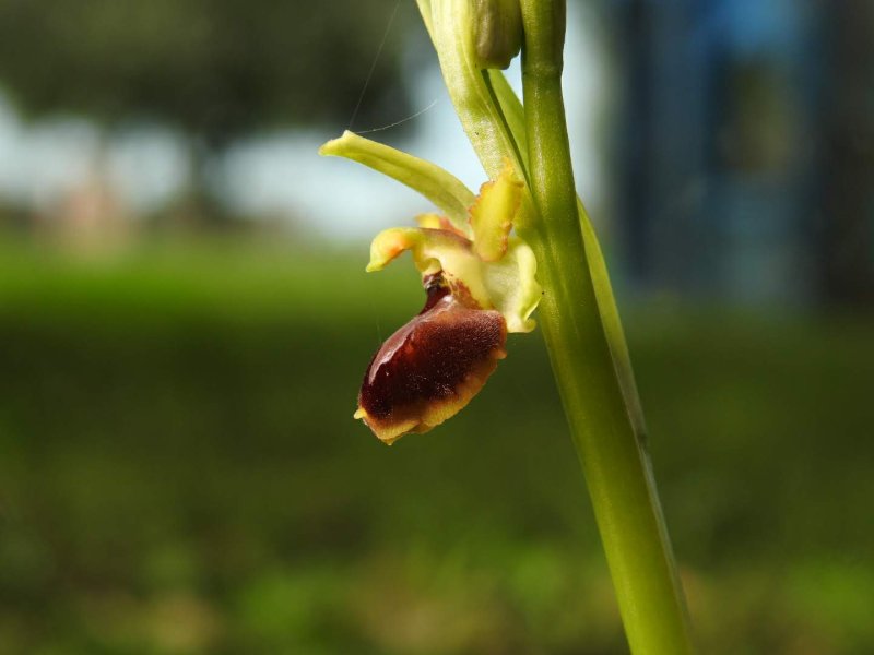Ophrys sphegodes