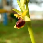 Ophrys sphegodes