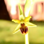 Ophrys sphegodes