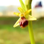 Ophrys sphegodes