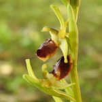 Ophrys sphegodes