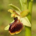Ophrys sphegodes