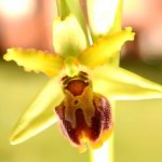 Ophrys sphegodes