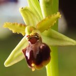 Ophrys sphegodes