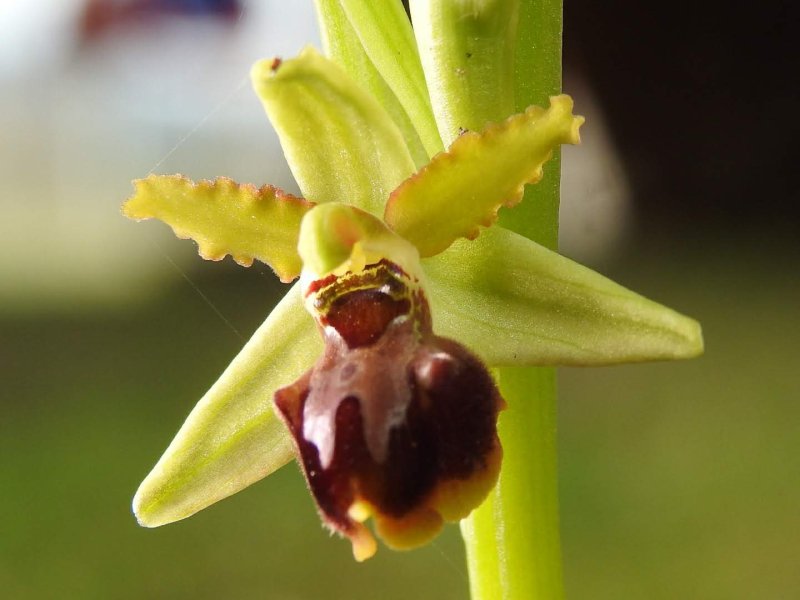 Ophrys sphegodes