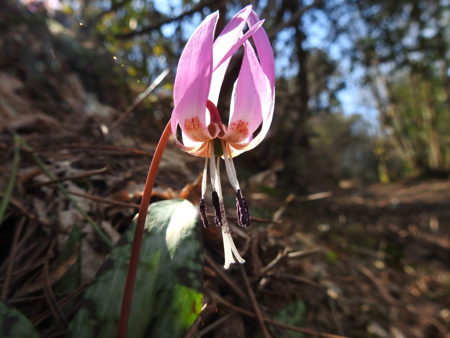 Erythronium dens-canis