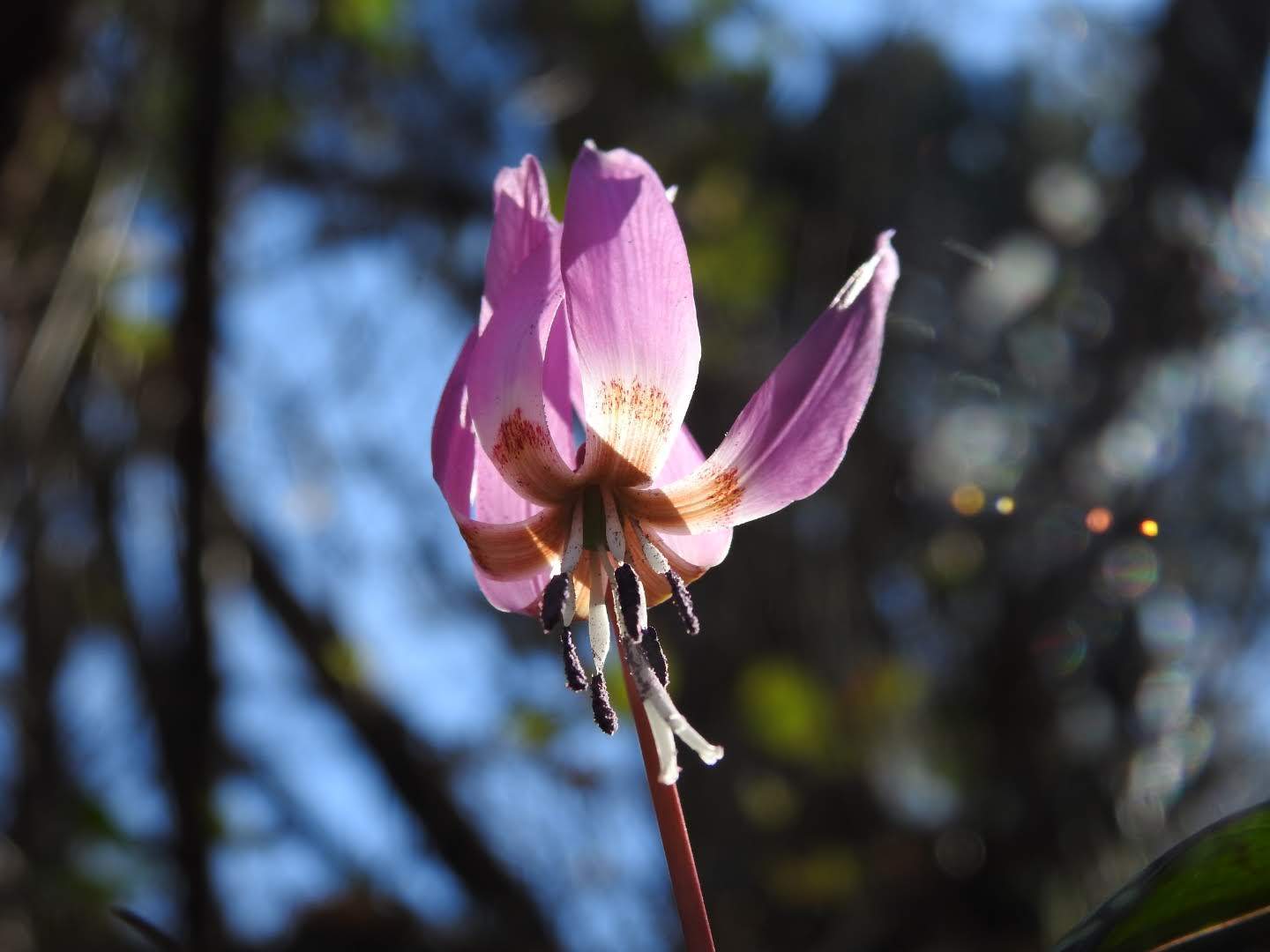 Erythronium dens-canis