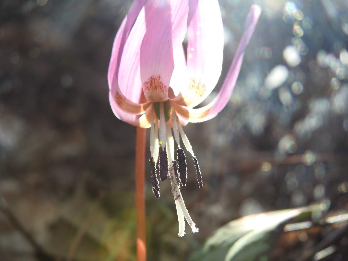 Erythronium dens-canis