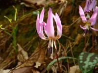 Erythronium dens-canis