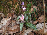 Erythronium dens-canis