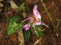 Erythronium dens-canis