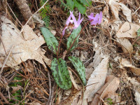 Erythronium dens-canis