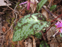 Erythronium dens-canis
