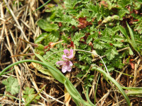 Erodium cicutarium
