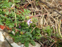 Erodium cicutarium