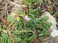 Erodium cicutarium
