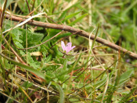 Erodium cicutarium