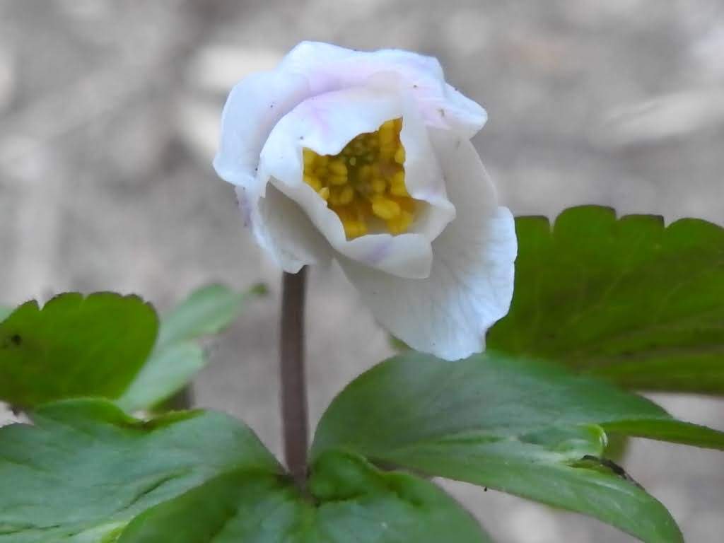 Anemonoides nemorosa