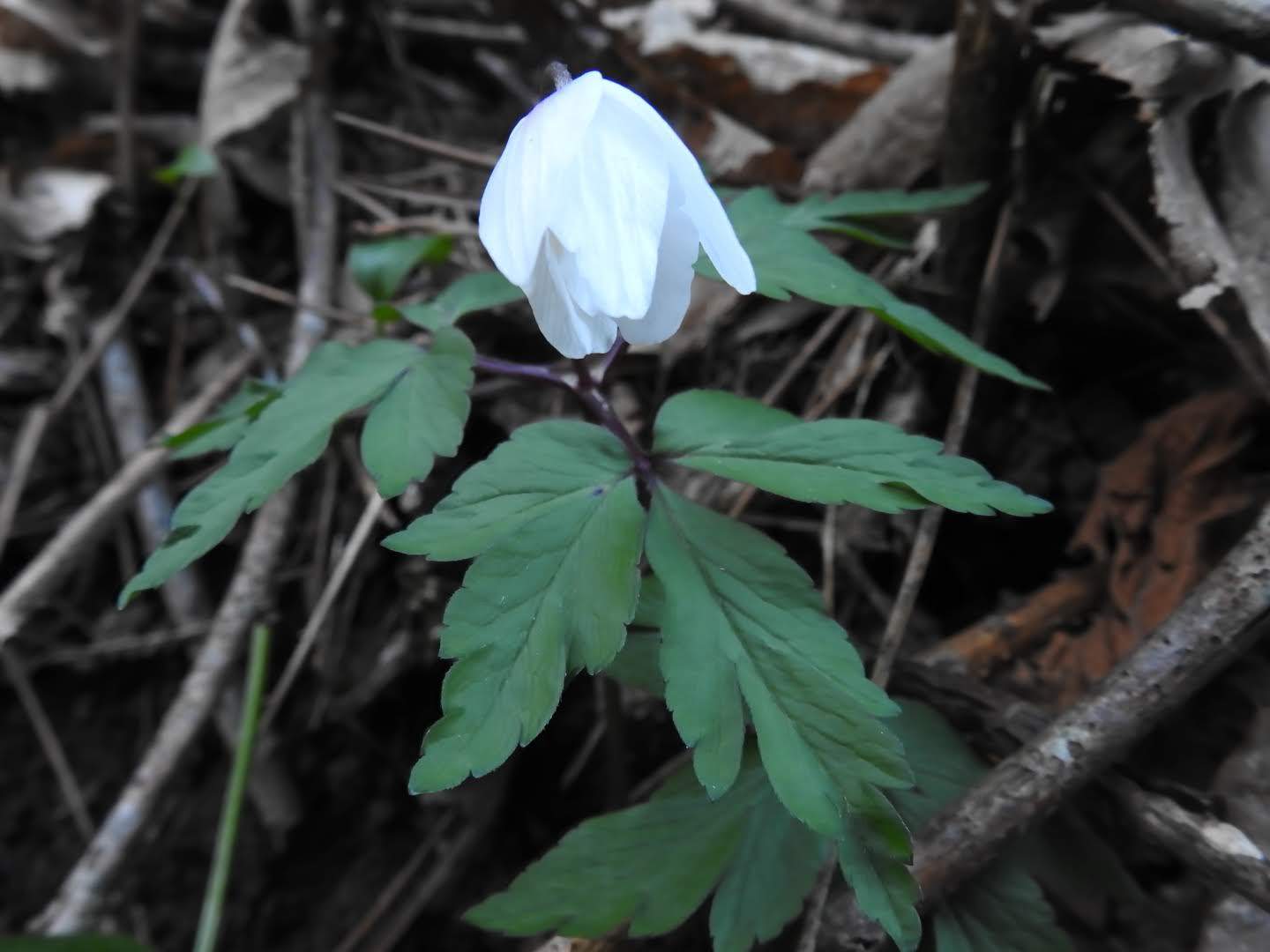 Anemonoides nemorosa