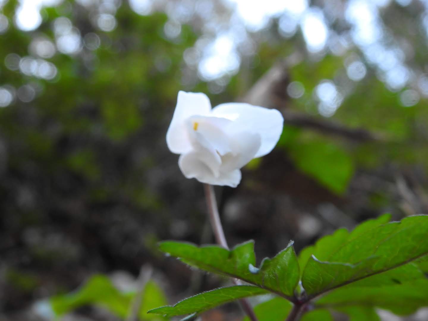 Anemonoides nemorosa