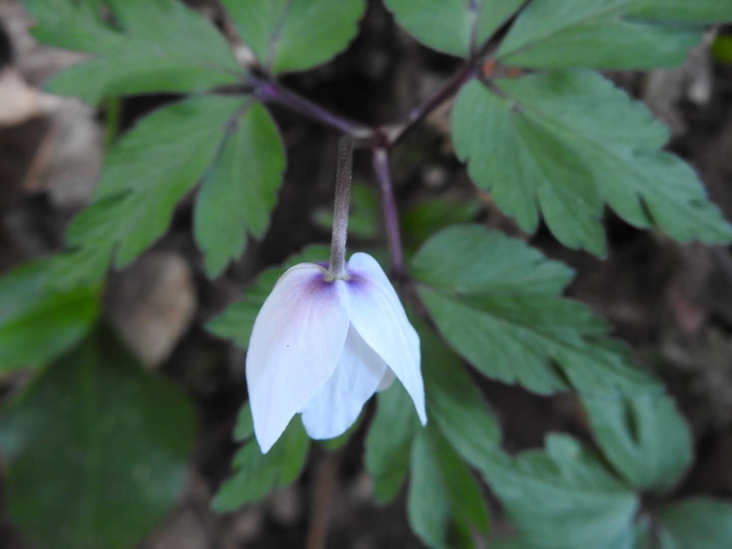 Anemonoides nemorosa
